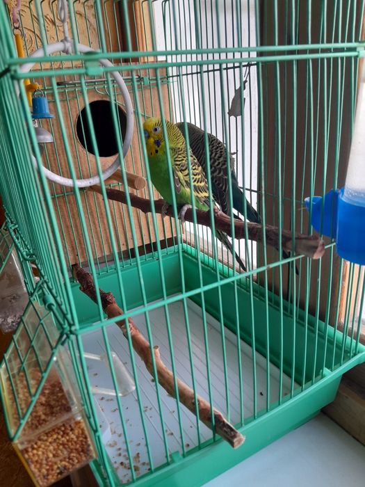 Продам два волнистых попугая