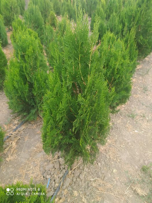 Продам Туя книжка