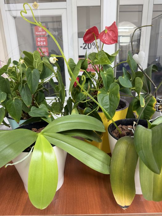 Продам домашние орхидеи