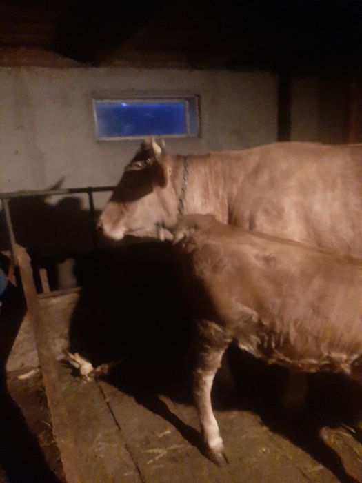 Vând vacă cu vitel sau fară