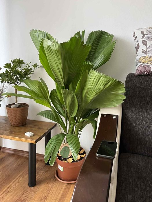 Palmier Licuala Grandis H 130-150