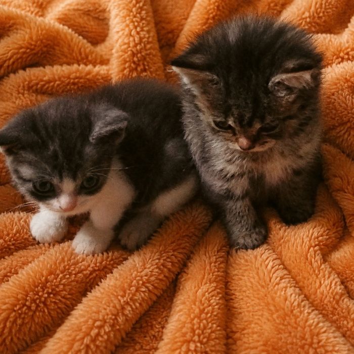 Котята ищут  семью