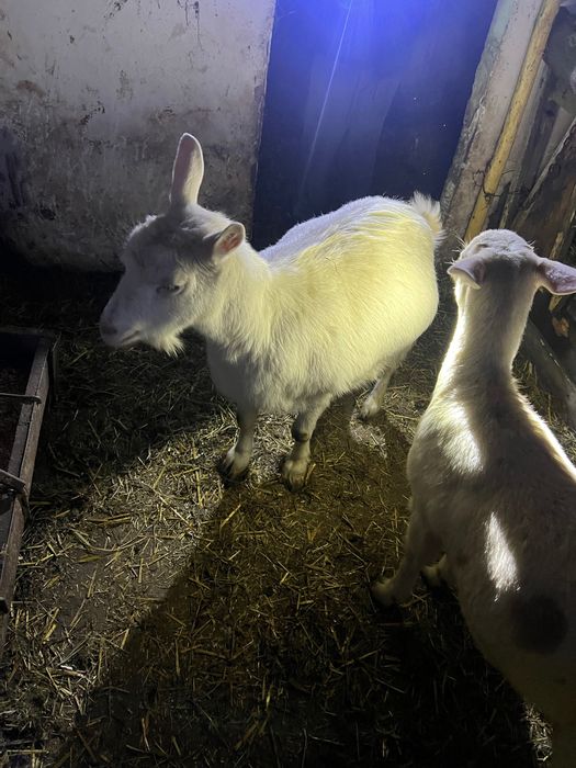 Capre de casa alba de banat