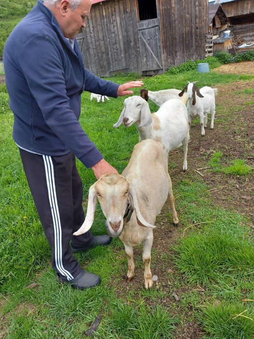 Caprita anglonubian gesfanta de vinzare