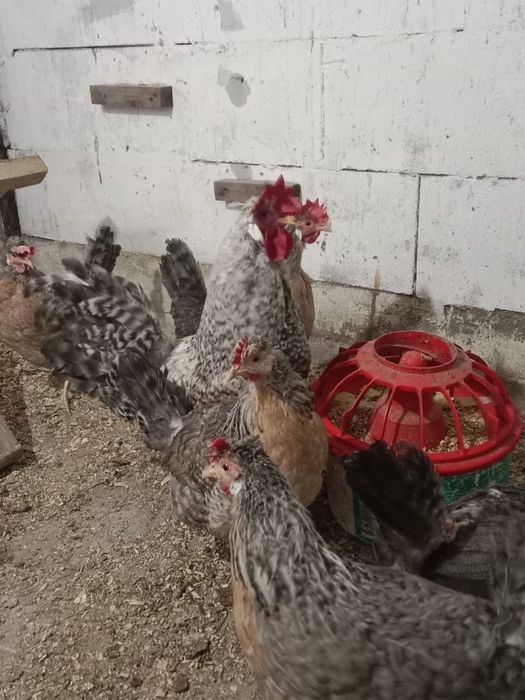 Кремовый легбар английская