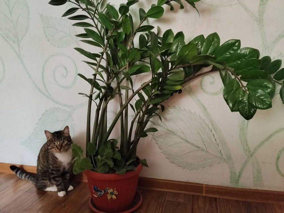 Денежное дерево  Замиакуль