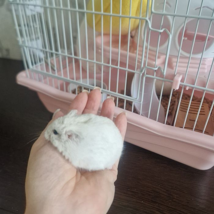 Хомяк джунгарский