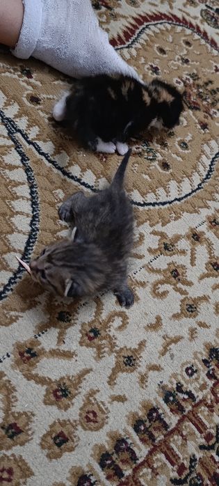 Котята бесплатно 1 месяц