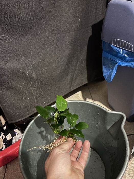 Anubias, plante acvariu