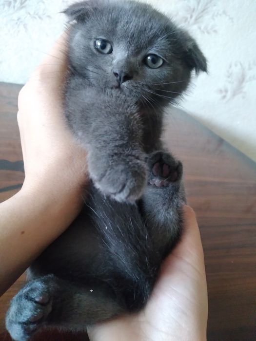 Мушукчалар сотилади