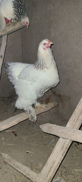 Брома тухумлар сотилади