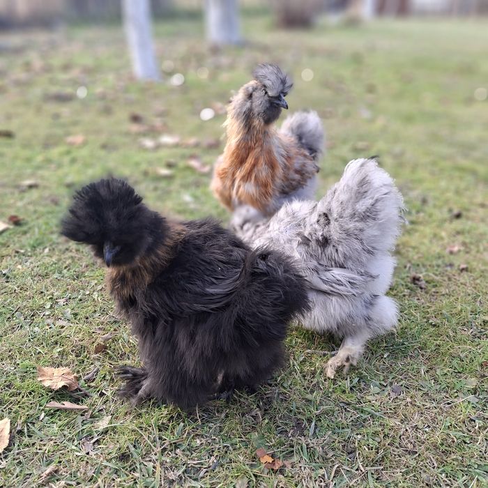 Китайские шёлковые куры