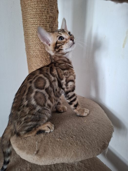 Котята Бенгальские. Кошки.