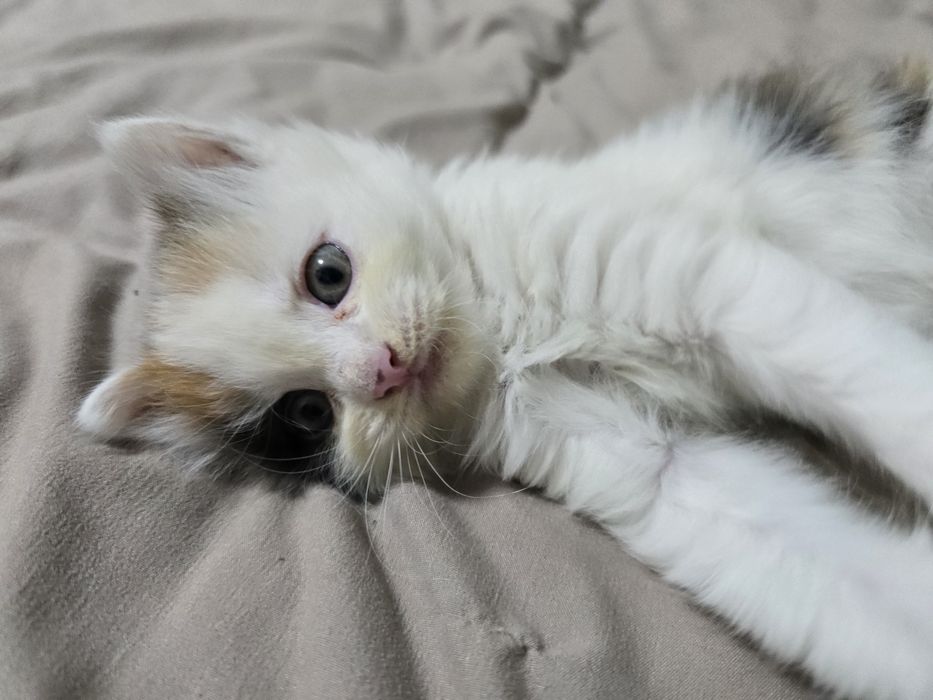 Отдам котят в добрые руки!