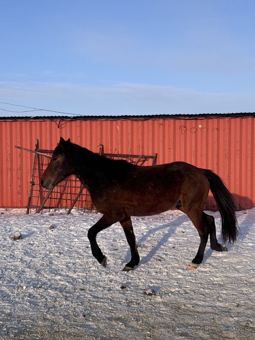 Продам жеребца айгыра 5 лет