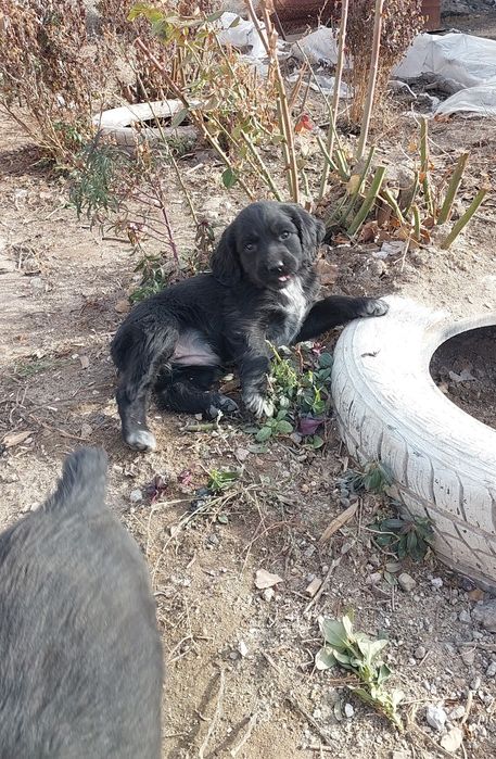 Продам щенков спаниеля