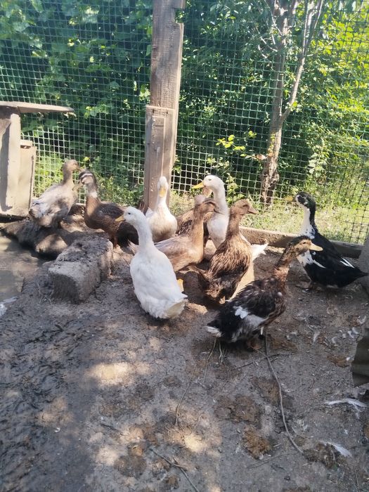 Продам молодых уточек