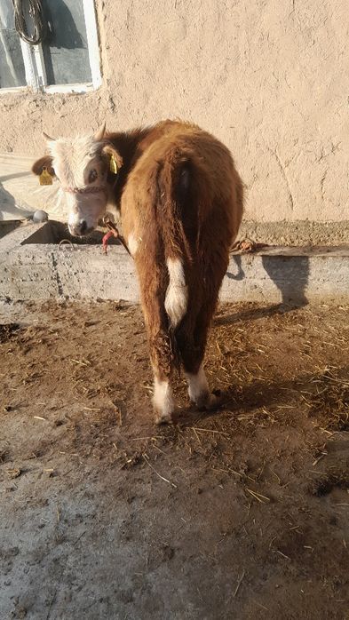 Navos sotladi soglom