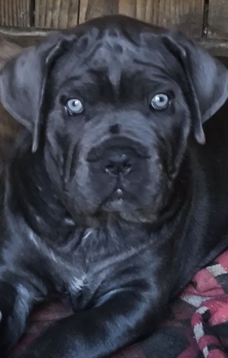 Mascul Cane Corso, 12 săptămâni, Pedigree tip A