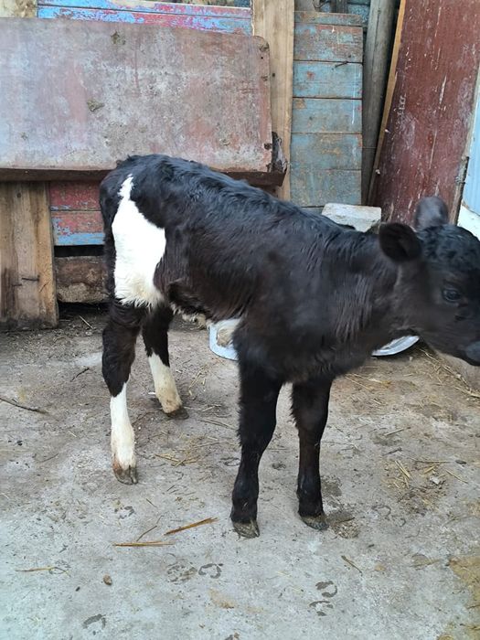 Продается теленок тёлочка