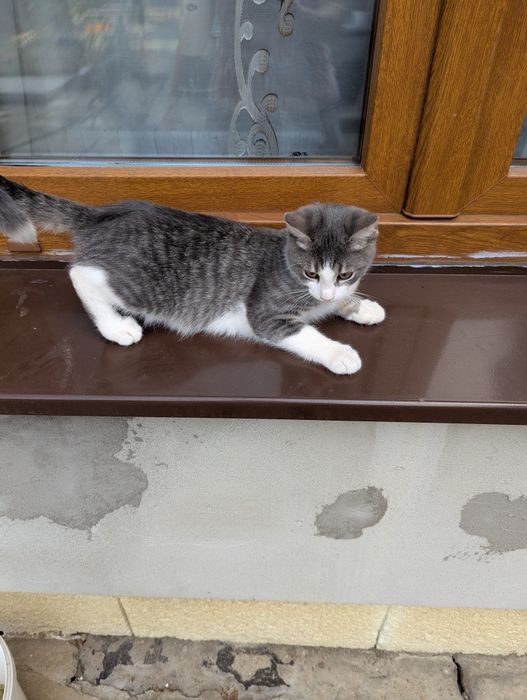 Donatii pisica cu doi pisoi