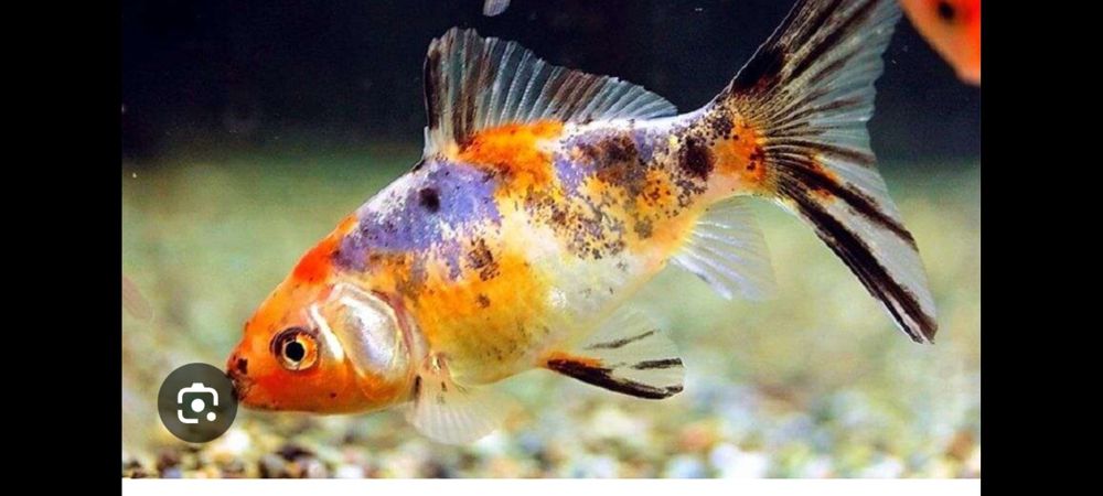 Продам мальков комет и шибункин