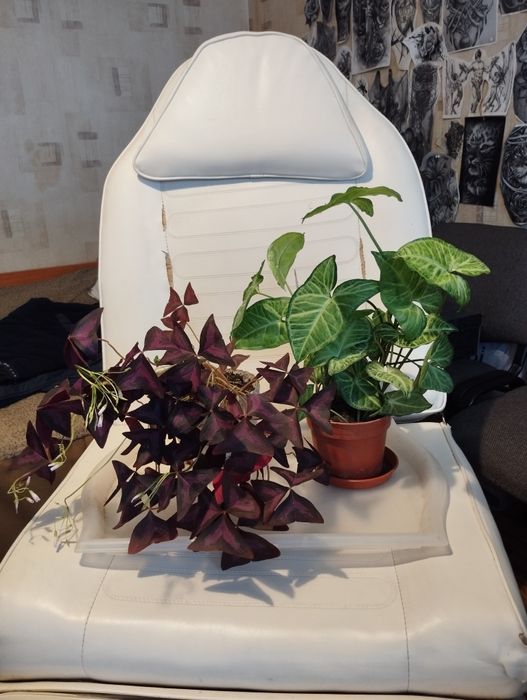 Стайни и лечебни цветя