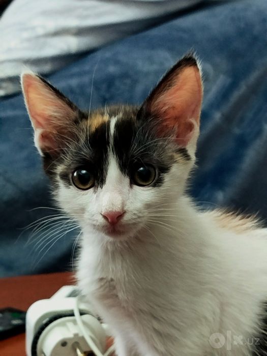 Отдам котёнка с маской Бэтмена