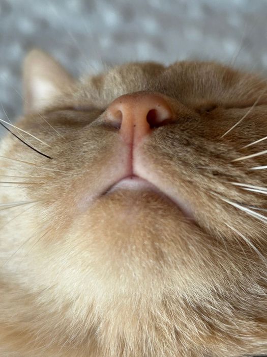 Полубриташка рыжий кот в Астане