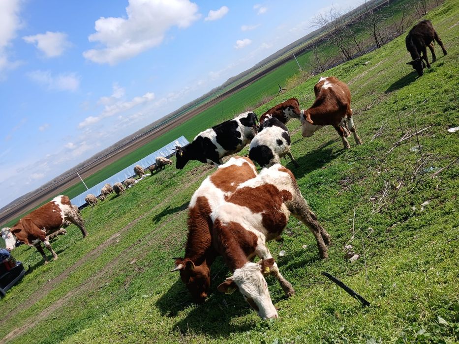 Vand vaci Montbeliarde