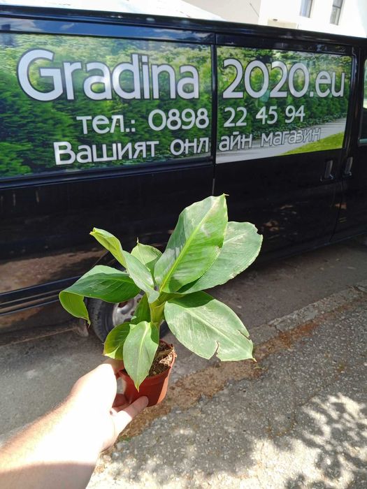 Банан   - Разсад