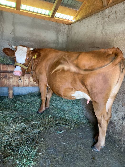 Vând vacă rasa simental