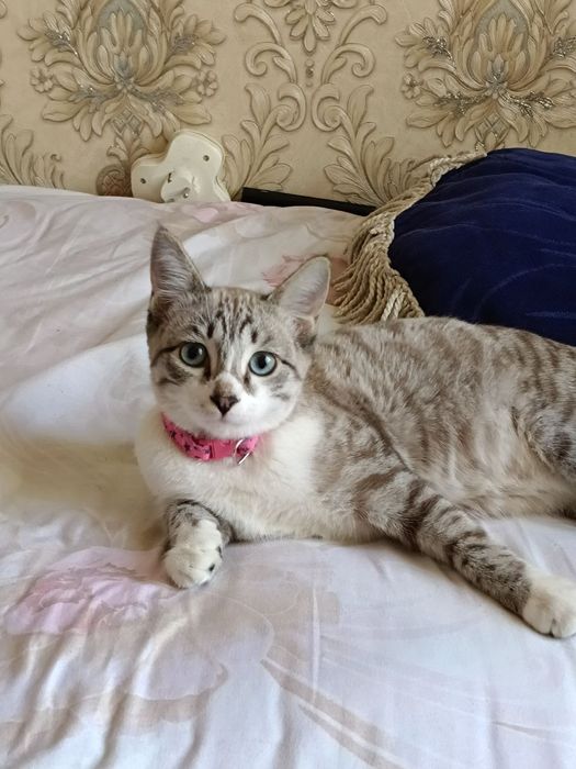 Продается кошка.