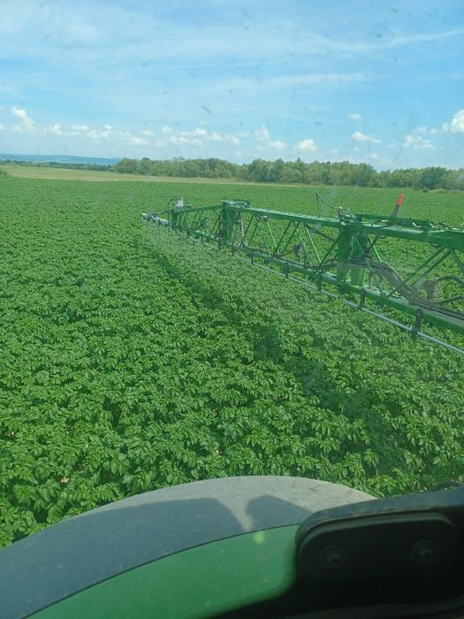 Cartofi de samanta din elita, calibru mic (28-35)