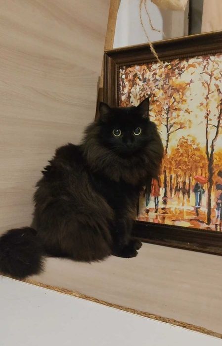 Пушистая красавица ищет дом