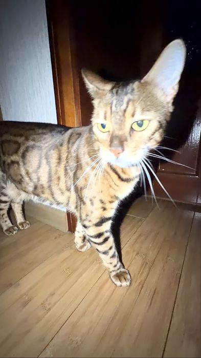 отдам бенгала  в добрые руки