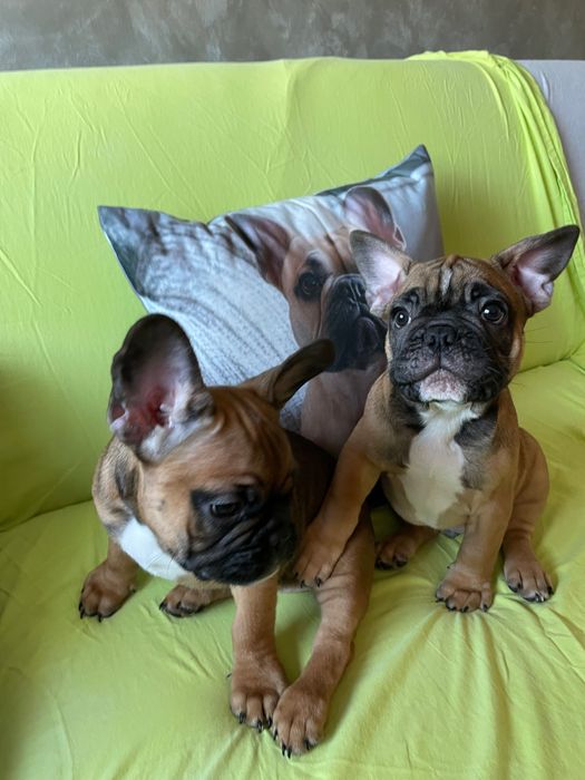 Френски   булдог