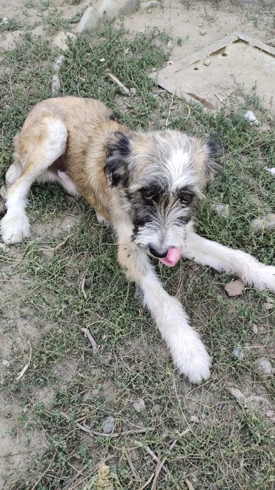 Отдам щенков мальчиков подростков в добрые руки