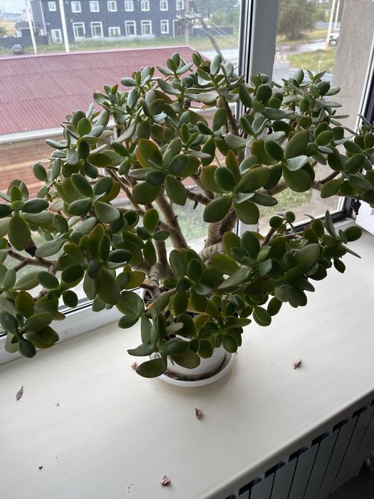 Домашние цветы в горшках