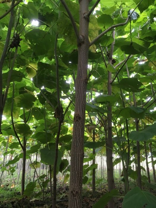 Paulownia Tomentosa - Arbori cu balot pentru aliniamente