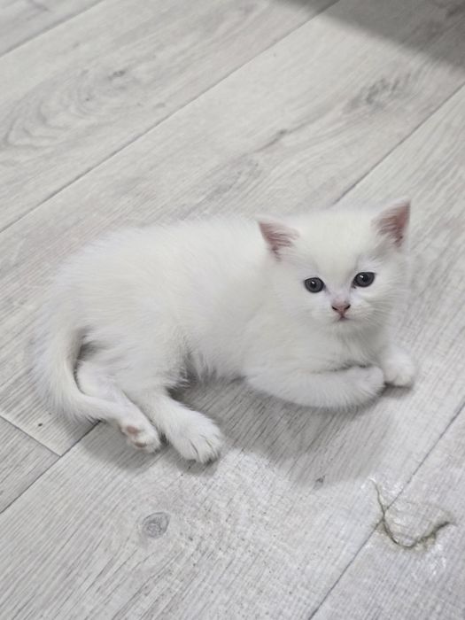 Катята скотиш страйт и британская страйт