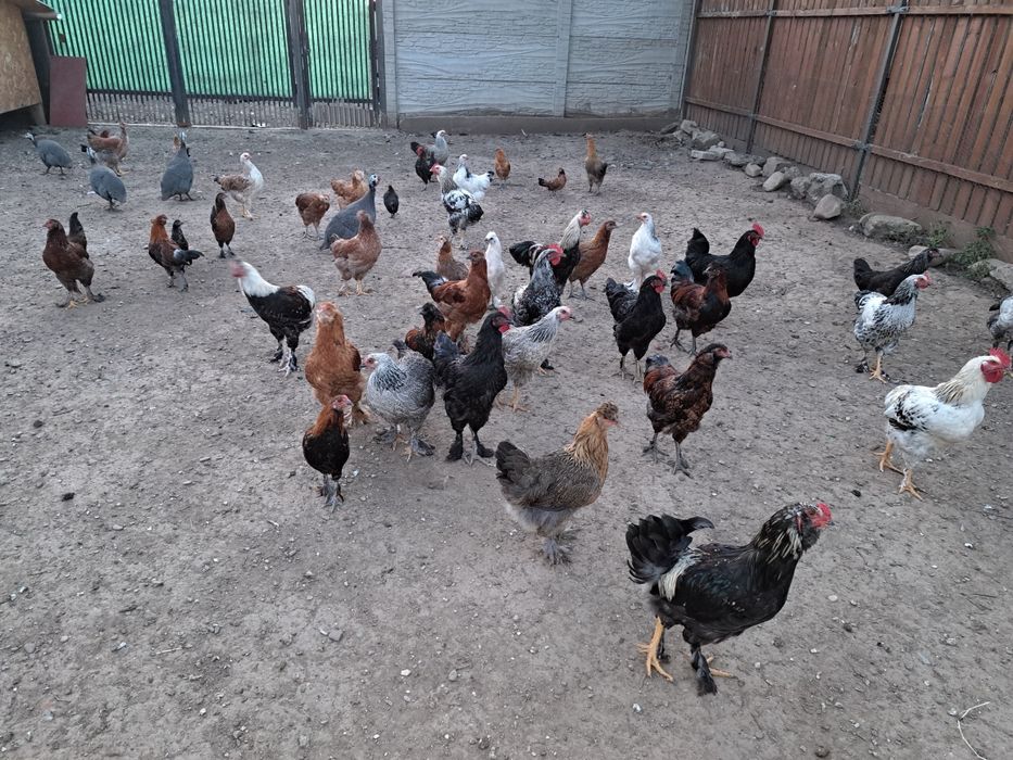 Rațe de carne, pui de curca și pui de găină