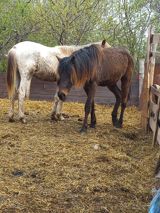 Продам лошодей Село Максимовка Сандыктауский район