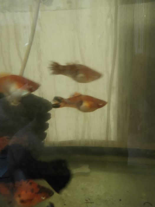 Большие беременные самки