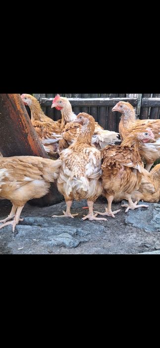 Vând puicute si cocoși din rasa Kabir carne si ouă