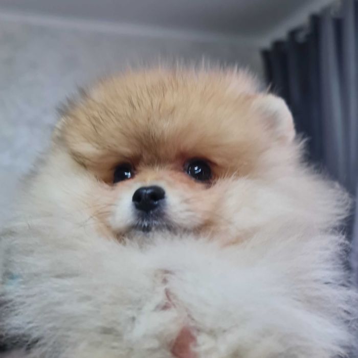 Померанский миник шпиц