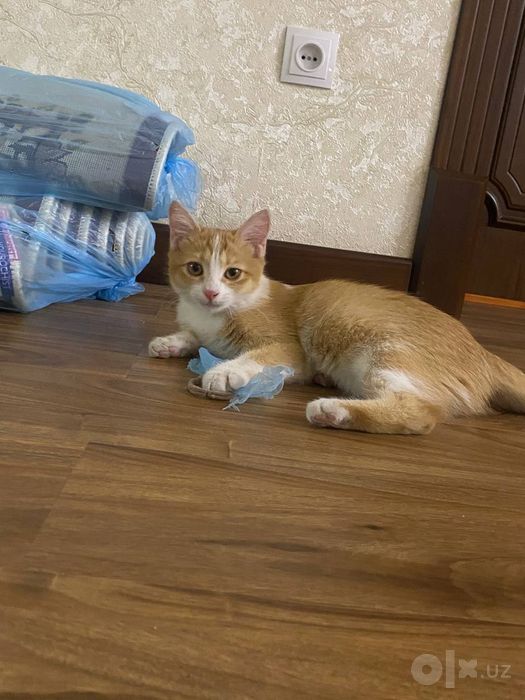 Отдаю в добрые руки котенка 4 месяца