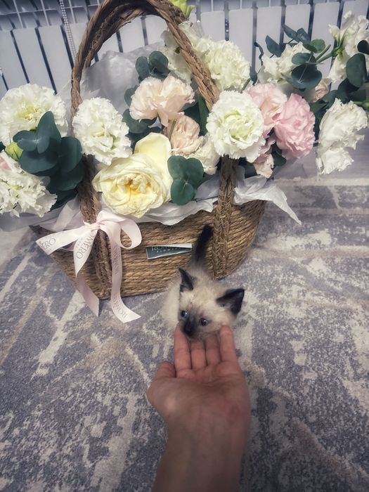 Котенок/ отдам в добрые руки