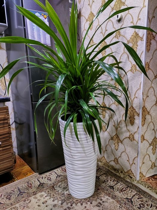 Растения. Доставка