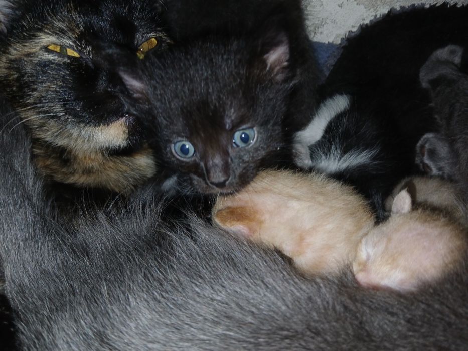 От дам котят в добрые руки